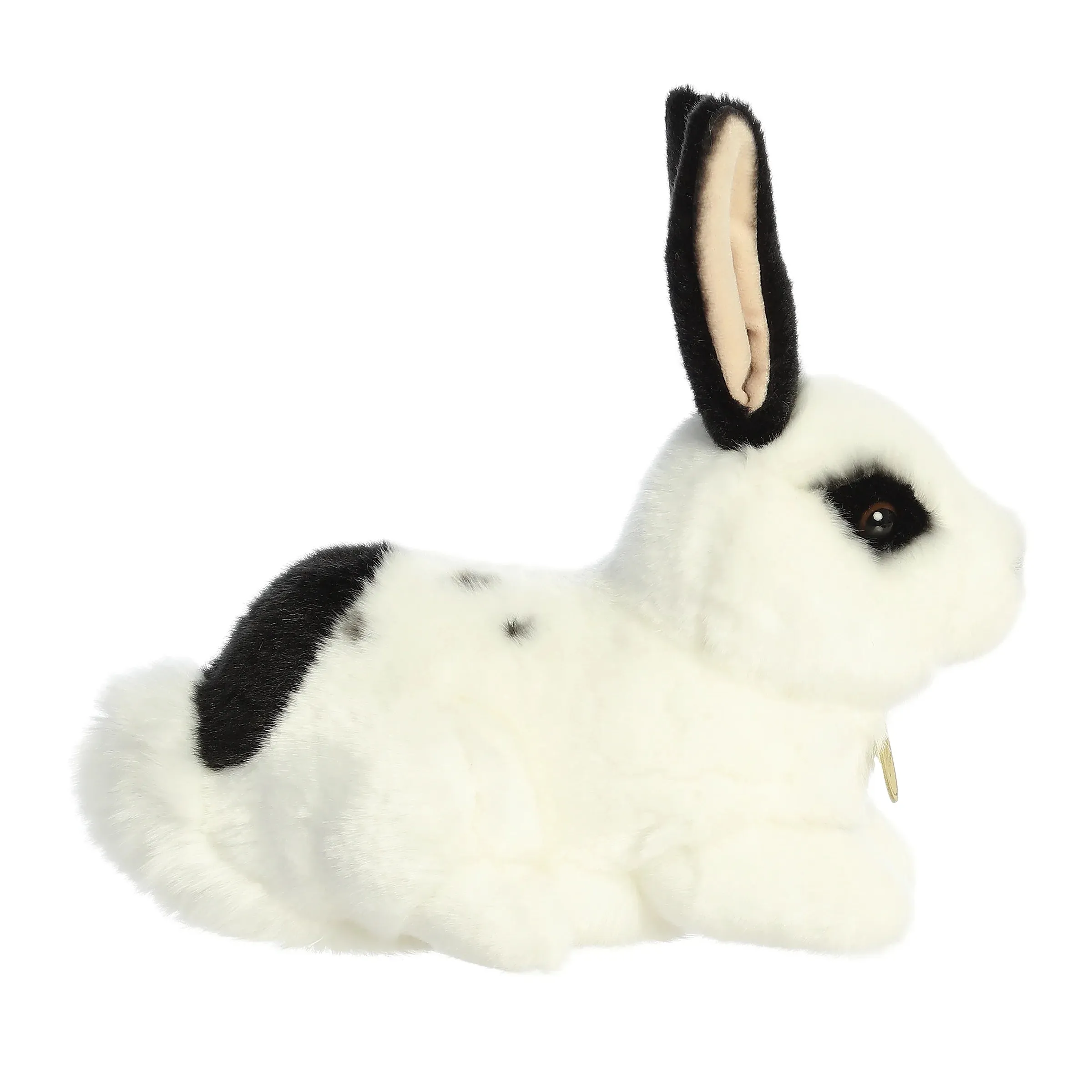 Black and White Rex Rabbit