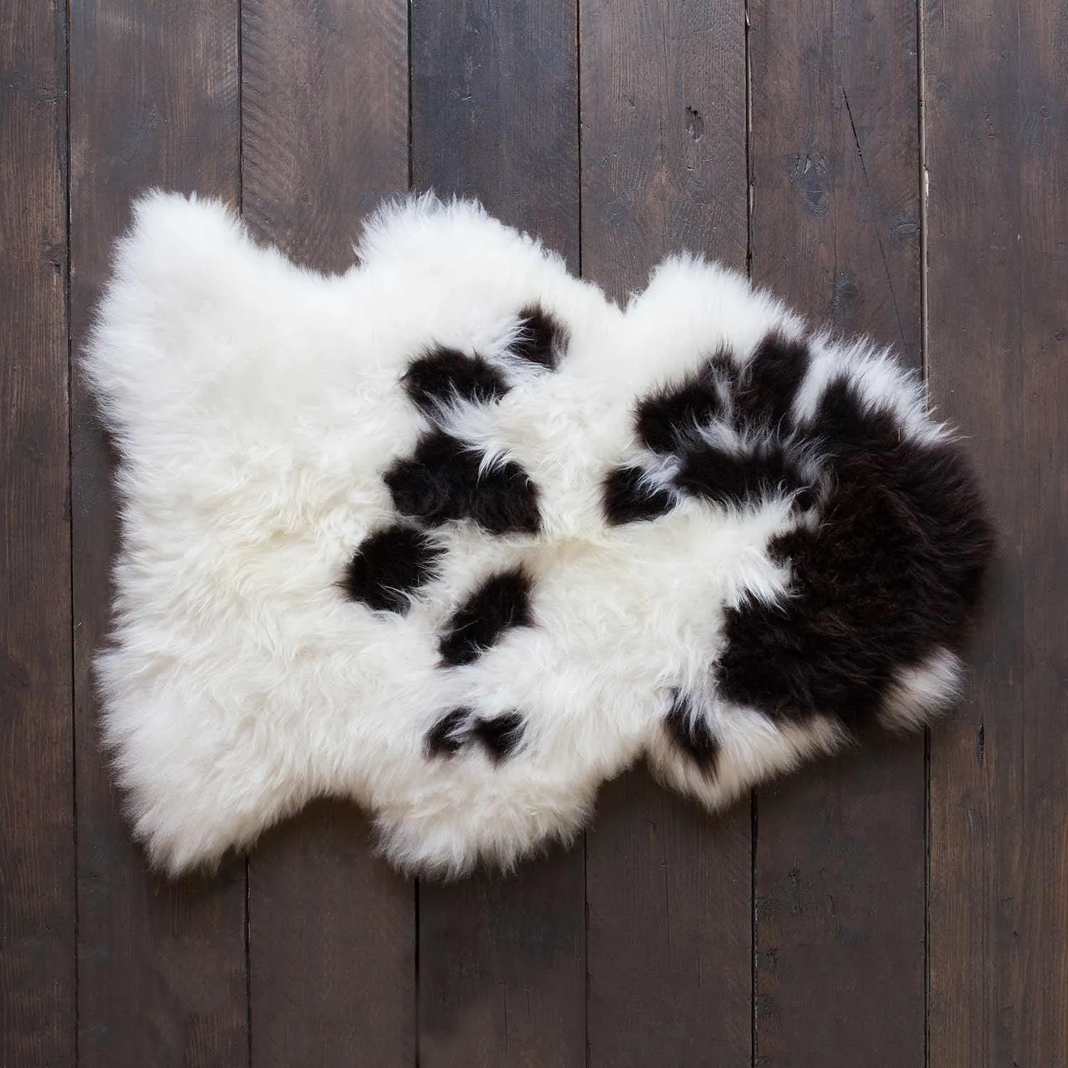 Extra Large British Rare Breed Jacob Sheepskin