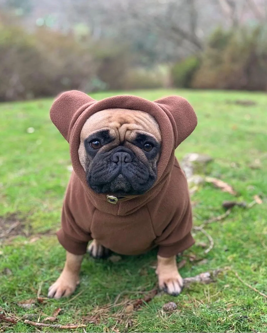 Frenchiestore Organic Dog Frenchie Ear Hoodie | Teddy Bear