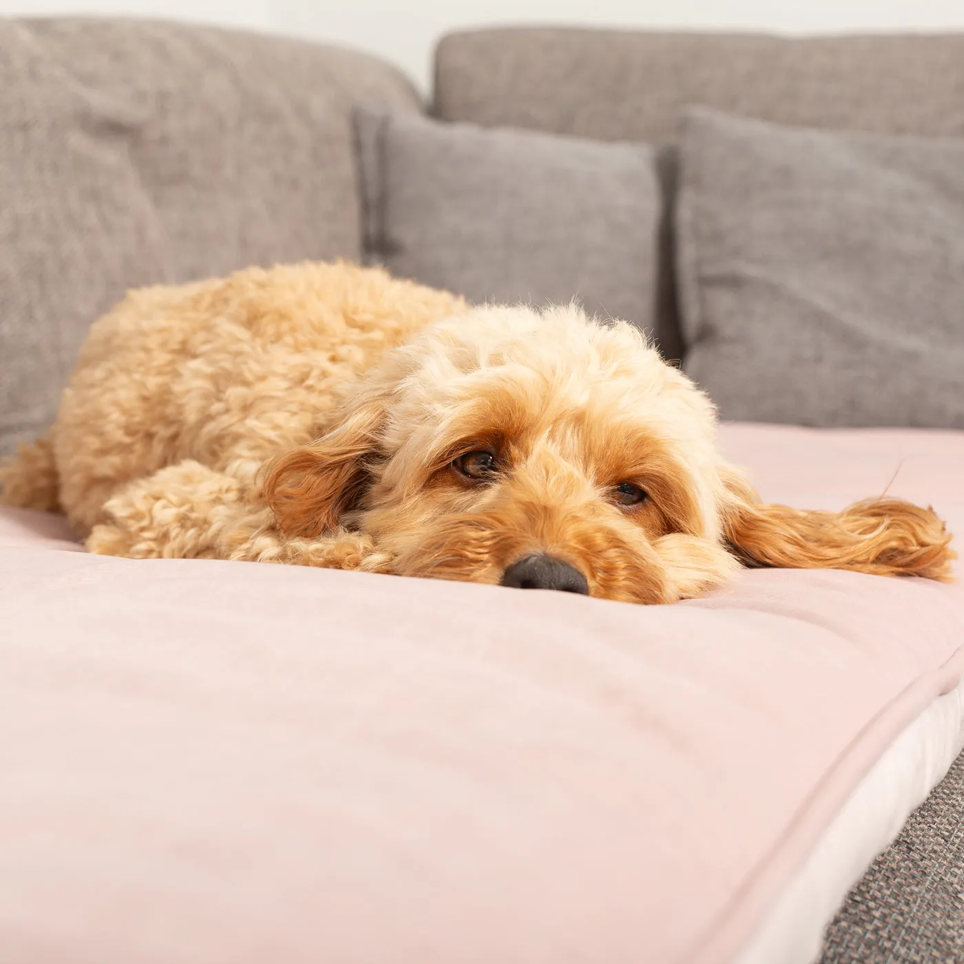 Sofa Topper in Blossom Velvet by Lords & Labradors